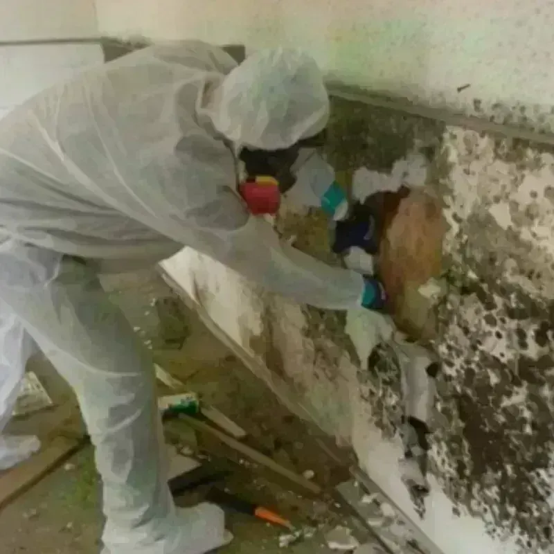 Mold Remediation and Removal in Prince Edward County, VA